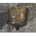 Центрифуга двигателя Газ 66, 53-11-1017010-10, 53-11-1017010-20, 53-11-1017010